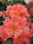 Preview: Rhododendron Hybride Dolcemente - Großblumige Alpenrose 30-40cm