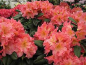 Preview: Rhododendron Hybride Dolcemente - Großblumige Alpenrose 30-40cm