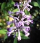 Preview: Buddleja lindleyana (125-150 cm) - Schmetterlingsstrauch
