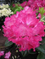 Preview: Rhododendron hybr. "Germania" 30-40