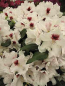 Preview: Rhododendron hybr. Picobello