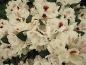 Preview: Rhododendron hybr. Piccobello