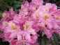 Preview: Rhododendron Hybride Illuminata - Großblumige Alpenrose Illuminata - 30-40