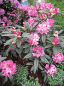 Preview: Rhododendron Hybride Illuminata - Großblumige Alpenrose Illuminata - 30-40