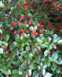 Preview: Cotoneaster horizontalis  - Fächermispel - Zwergmispel - sommergrün - 20-30 cm