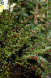 Preview: Cotoneaster horizontalis  - Fächermispel - Zwergmispel - sommergrün - 20-30 cm
