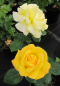 Preview: Beetrose  Arthur Bell (R) - Beetrose -