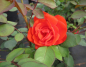 Preview: Beetrose Orange Sensation - Beetrose -