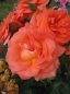 Preview: Rosa Betty Harkness (R) - Beetrose - Harkness Rose