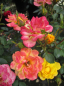 Preview: Beetrose Bunter Kobold (R) - Beetrose -