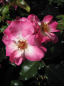 Preview: Beetrose Dolomiti (R) - Beetrose -