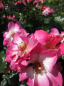 Preview: Beetrose Dolomiti (R) - Beetrose -
