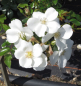 Preview: Kleinstrauchrose Escimo