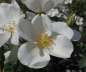 Preview: Kleinstrauchrose Escimo