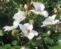 Preview: Kleinstrauchrose Escimo