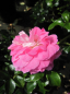 Preview: Beetrose Gypsy Farbfestival (R) - Beetrose -