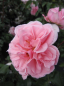 Preview: Beetrose Home and Garden (R) - Beetrose -