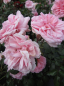 Preview: Beetrose Home and Garden (R) - Beetrose -