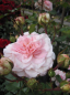 Preview: Beetrose Home and Garden (R) - Beetrose -