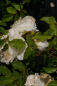 Preview: Beetrose Kosmos (R) - Beetrose -