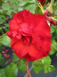 Preview: Beetrose La Sevillana (R) - Beetrose -