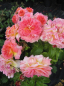 Preview: Beetrose Limesjuwel (R) - Beetrose -