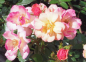 Preview: Beetrose Linnaeux Cottage (R) - Beetrose -