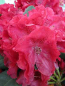 Preview: Großblumige Alpenrose Lava - Rhododendron Hybride Lava - 30-40