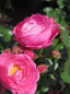 Preview: Beetrose Moin Moin (R) - Beetrose -