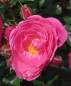Preview: Beetrose Moin Moin (R) - Beetrose -