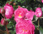 Preview: Beetrose Moin Moin (R) - Beetrose -