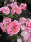 Preview: Beetrose Randilla Rose (R) - Beetrose rosa -