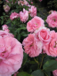Preview: Beetrose Randilla Rose (R) - Beetrose rosa -