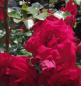 Preview: Beetrose Roter Drache (R) - Beetrose -