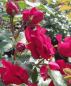 Preview: Beetrose Roter Drache (R) - Beetrose -