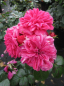 Preview: Beetrose Sonia Meilove (R) - Beetrose -