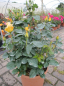 Preview: Beetrose Summer Palace (R) - Beetrose -