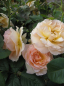 Preview: Beetrose Susan Daniel (R) - Beetrose -