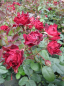 Preview: Beetrose Indian`s Ruffle (R) - Beetrose -