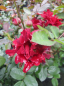 Preview: Beetrose Indian`s Ruffle (R) - Beetrose -