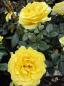 Preview: Beetrose Marselisborg (R) - Beetrose -
