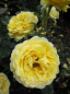Preview: Beetrose Marselisborg (R) - Beetrose -