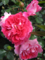 Preview: Beetrose Romantic Ruffles (R) - Beetrose -