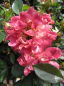 Preview: Beetrose Romantic Ruffles (R) - Beetrose -