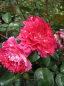 Preview: Beetrose Romantic Ruffles (R) - Beetrose -