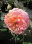 Preview: Englische Rose A Shropshire Lad
