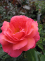 Preview: Englische Rose Braveheart