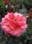 Preview: Englische Rose Braveheart