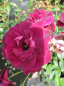 Preview: Strauchrose Burgundy Ice® - Rosa Burgundy Ice® - burgunderrot bis purpur - Duft+