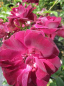 Preview: Strauchrose Burgundy Ice® - Rosa Burgundy Ice® - burgunderrot bis purpur - Duft+